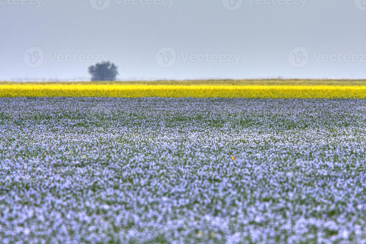 colture di lino e colza nel saskatchewan foto