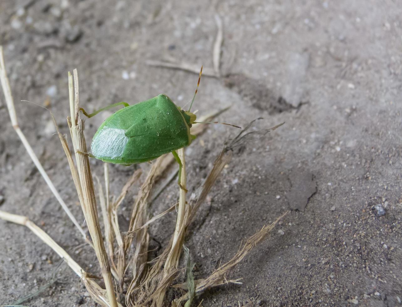 nezara viridula, insetto chinche verde foto