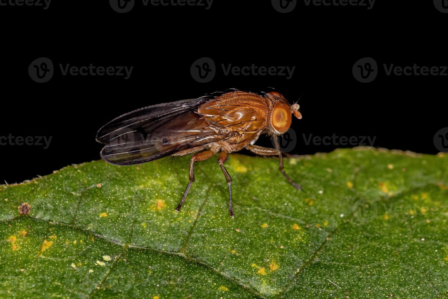 mosca acaliptrata adulta foto