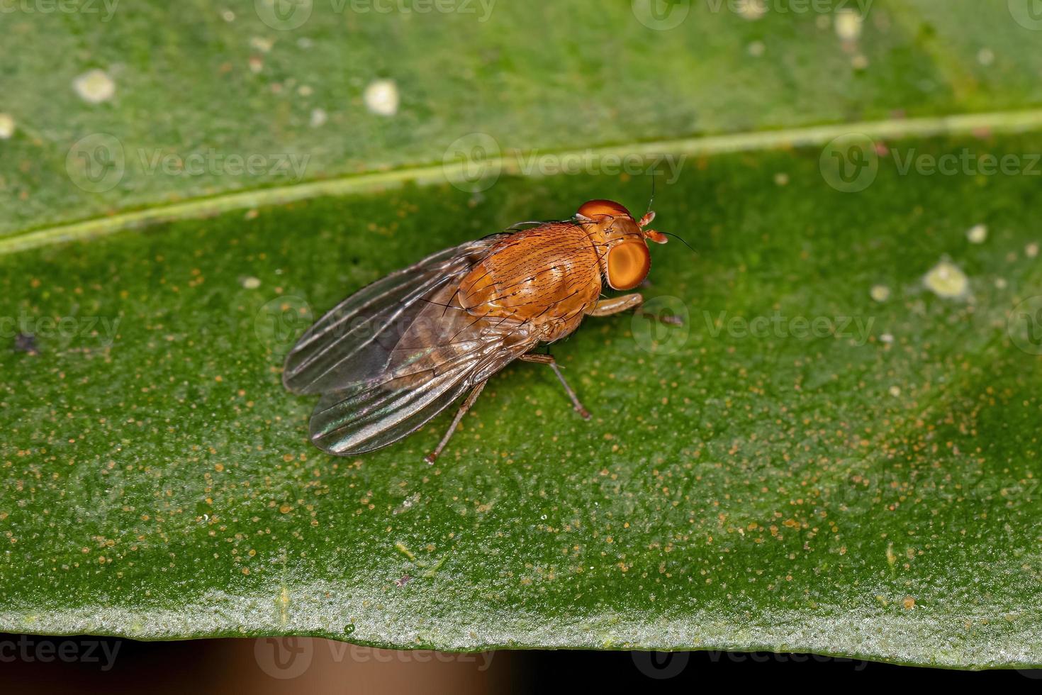 mosca acaliptrata adulta foto