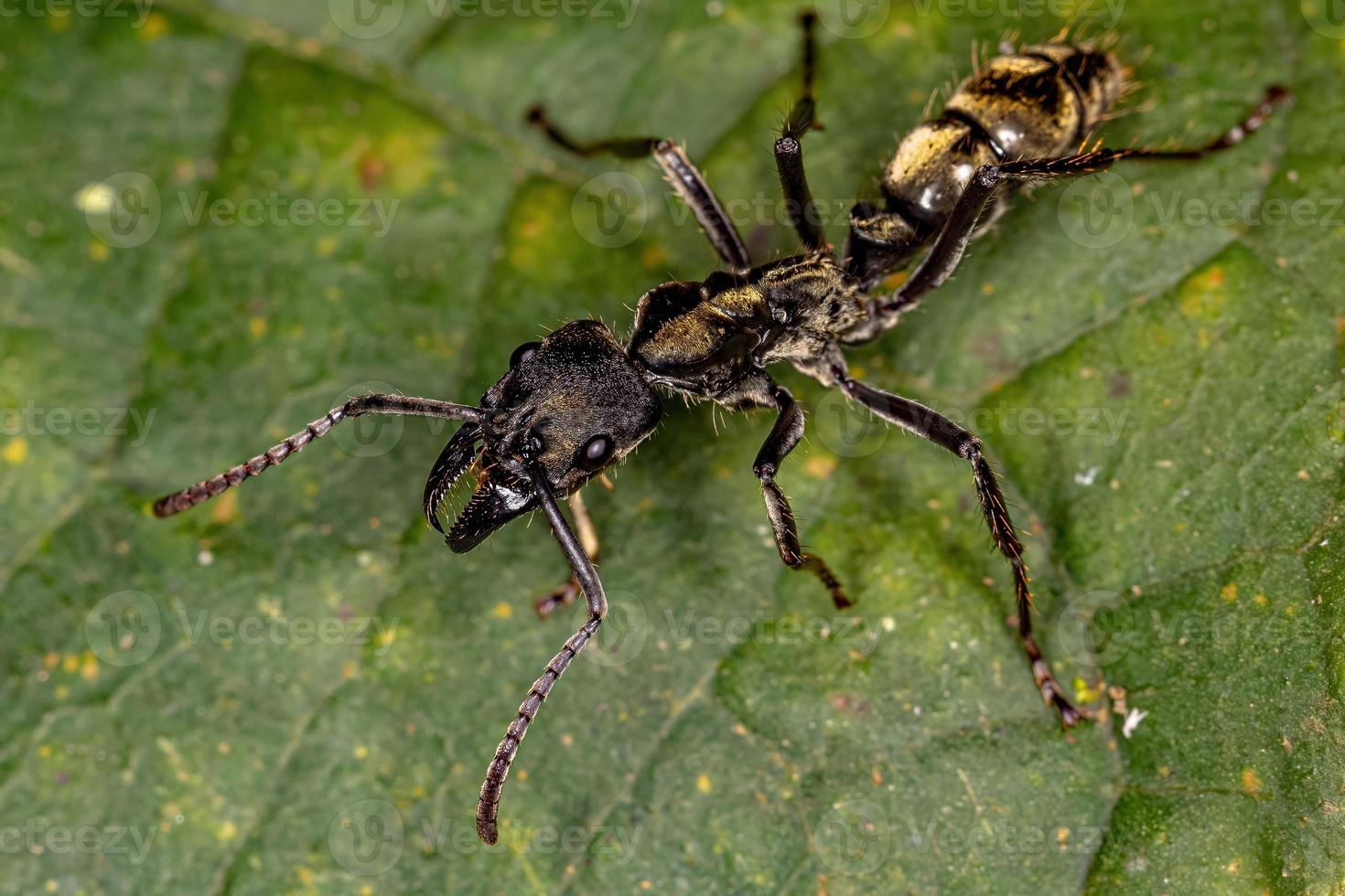 formica ponerina femmina adulta foto