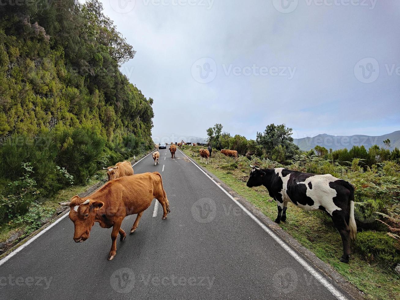 mucche che passano in mezzo alla strada nell'isola di madeira, in portogallo. giornata nuvolosa. viaggiare per il mondo. foto