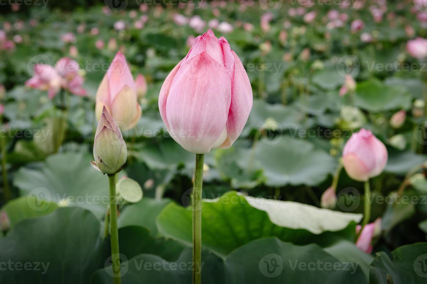 fiori di loto rosa che sbocciano nel lago, fiore di ninfea con bellissime foglie pattern.tropical botanica fiore pianta che sboccia nello stagno naturale. sfondo naturale foto