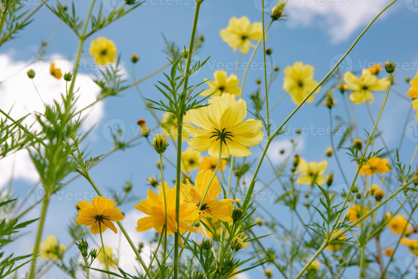 i fiori del cosmo sbocciano sullo sfondo del cielo blu, primo piano del fiore del cosmo sbocciano al mattino. fuoco selettivo della pianta del fiore del cosmo naturale che fiorisce nel giardino all'aperto nella stagione primaverile. foto