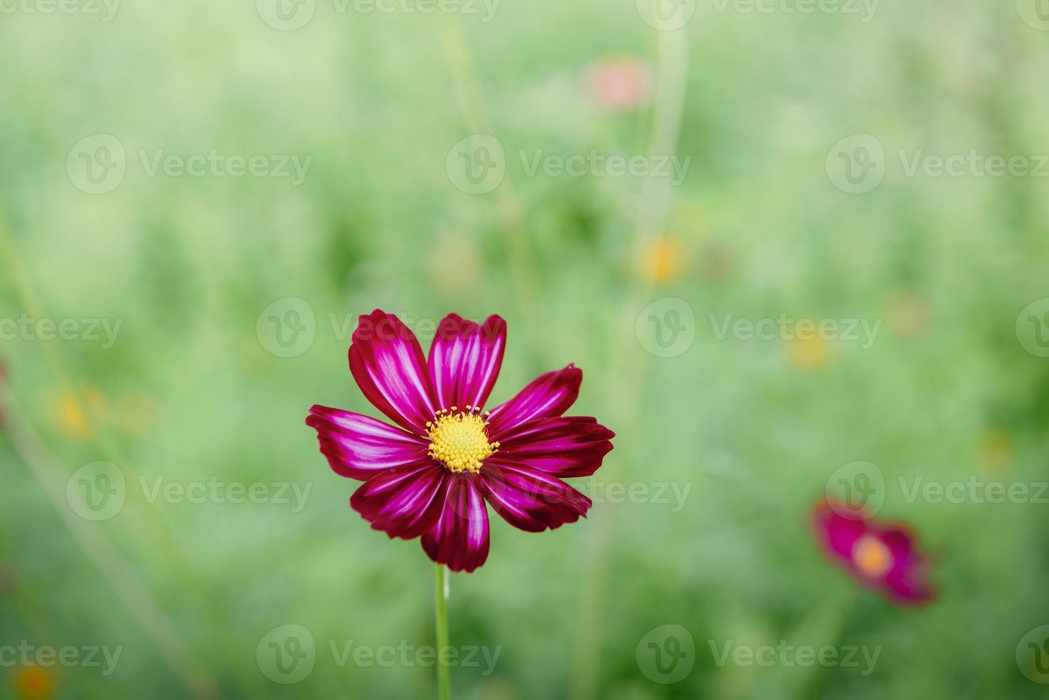 i fiori del cosmo sbocciano sullo sfondo del cielo blu, primo piano del fiore del cosmo sbocciano al mattino. fuoco selettivo della pianta del fiore del cosmo naturale che fiorisce nel giardino all'aperto nella stagione primaverile. foto