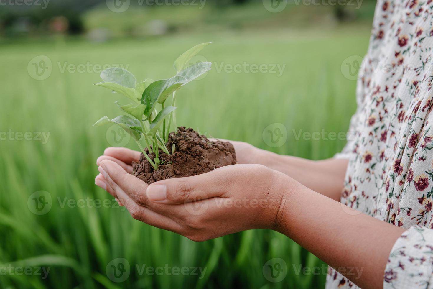 conservazione della natura e dell'ambiente per il concetto di risorsa sostenibile, mani femminili che tengono germogli di albero per la coltivazione nel campo agricolo. responsabilità ambientale per stili di vita sostenibili. foto