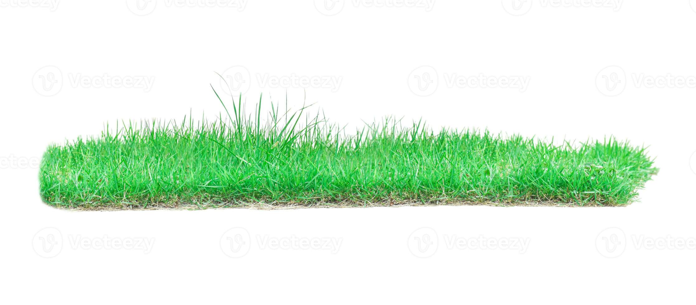 erba verde isolata su sfondo bianco. foto