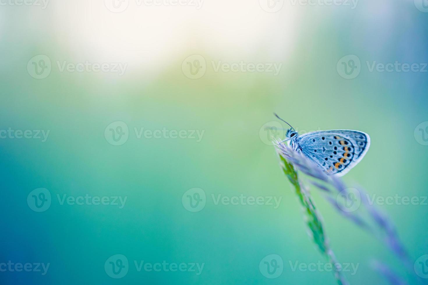 primo piano fantastico della natura, fiori estivi e farfalle sotto la luce del sole. luminoso sfocatura natura tramonto natura prato campo con farfalla come concetto primavera estate. il meraviglioso prato estivo ispira la natura foto