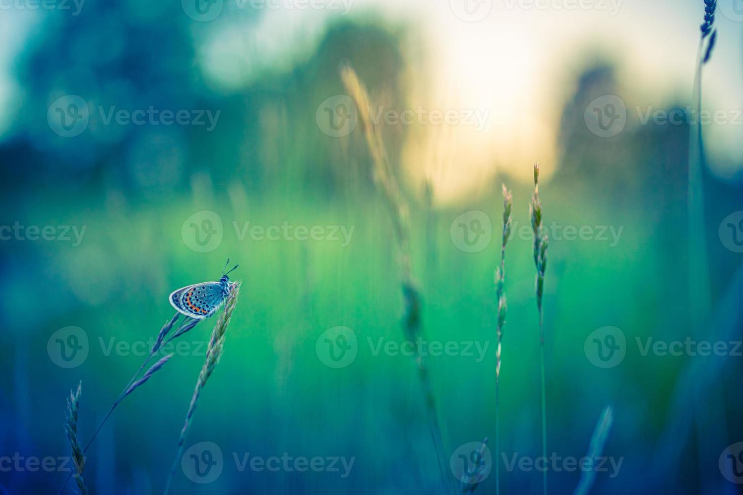 primo piano fantastico della natura, fiori estivi e farfalle sotto la luce del sole. luminoso sfocatura natura tramonto natura prato campo con farfalla come concetto primavera estate. il meraviglioso prato estivo ispira la natura foto