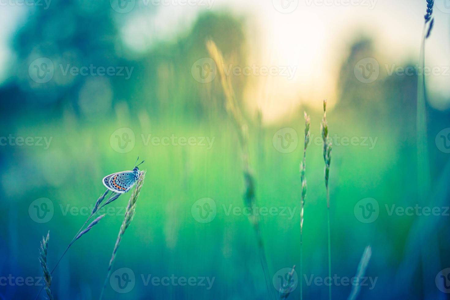 primo piano fantastico della natura, fiori estivi e farfalle sotto la luce del sole. luminoso sfocatura natura tramonto natura prato campo con farfalla come concetto primavera estate. il meraviglioso prato estivo ispira la natura foto
