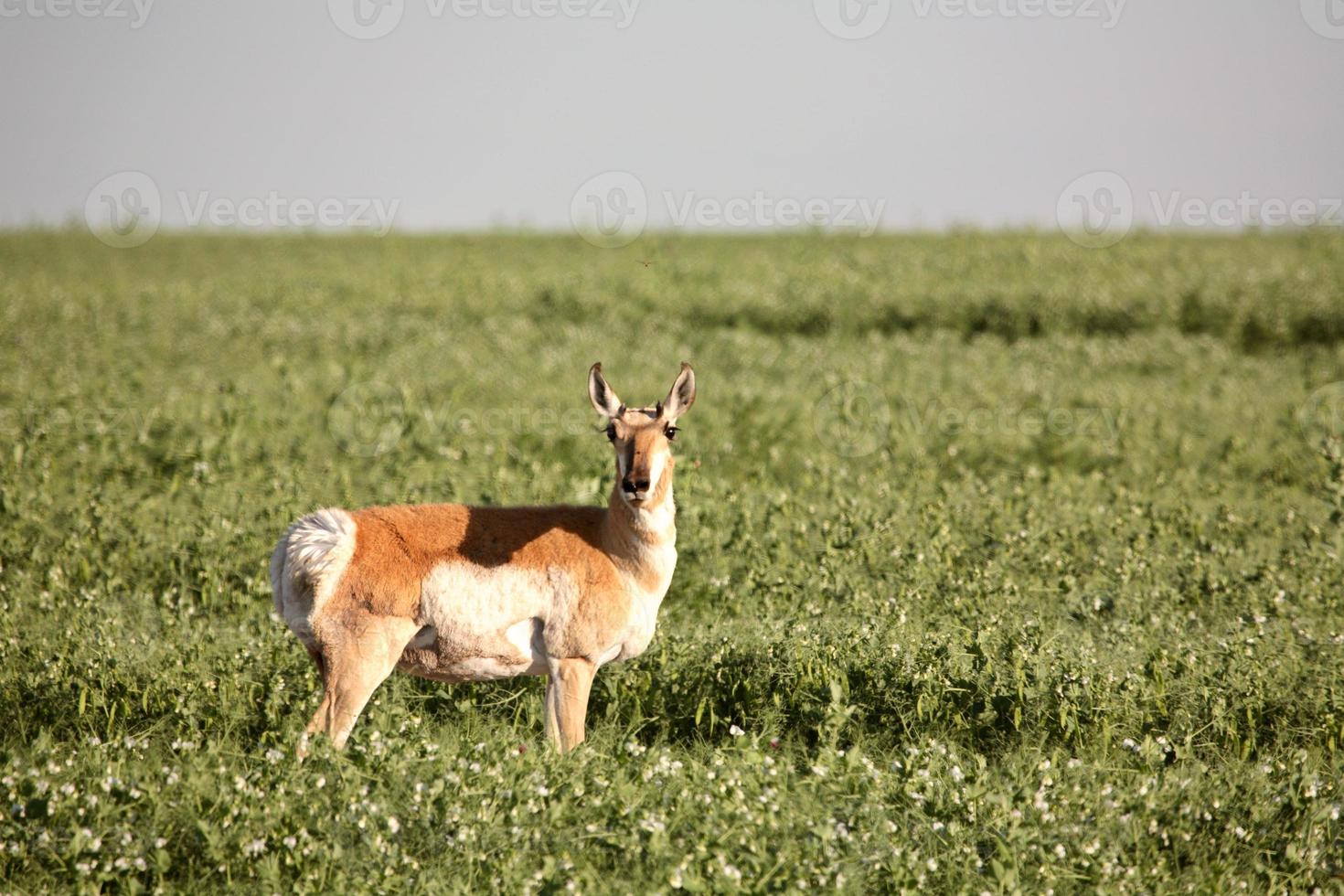 antilope femmina in un campo di piselli del saskatchewan foto