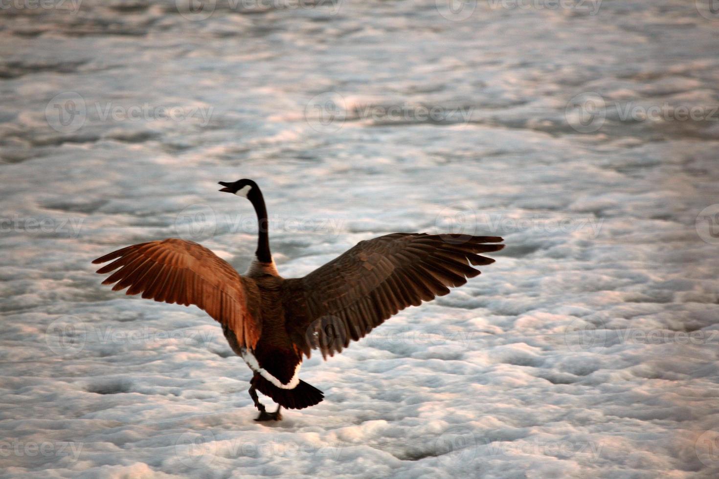 oca canadese che atterra sul ghiaccio del lago di bufalo sterlina foto