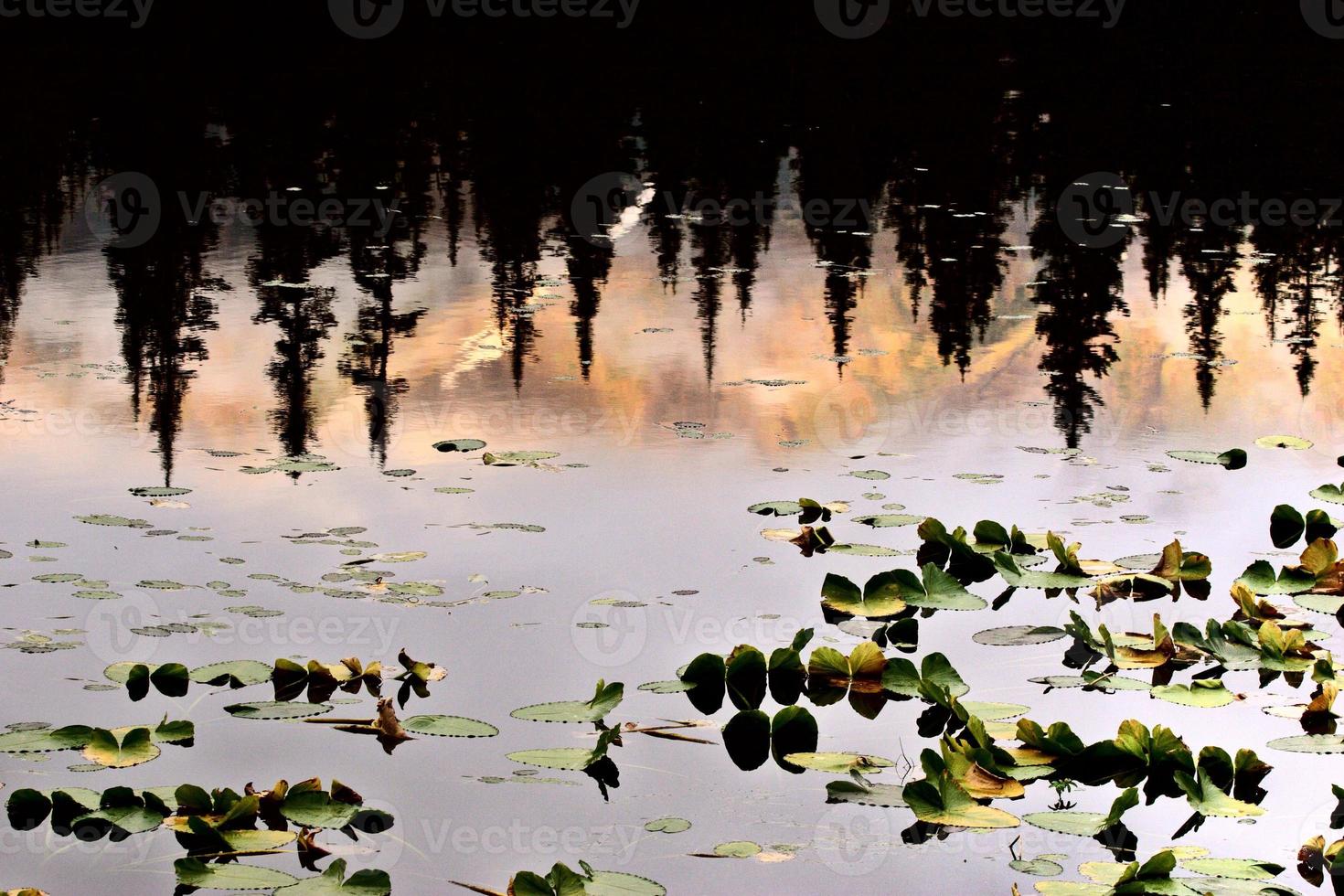 foglie di ninfea e riflesso di pini loggia foto