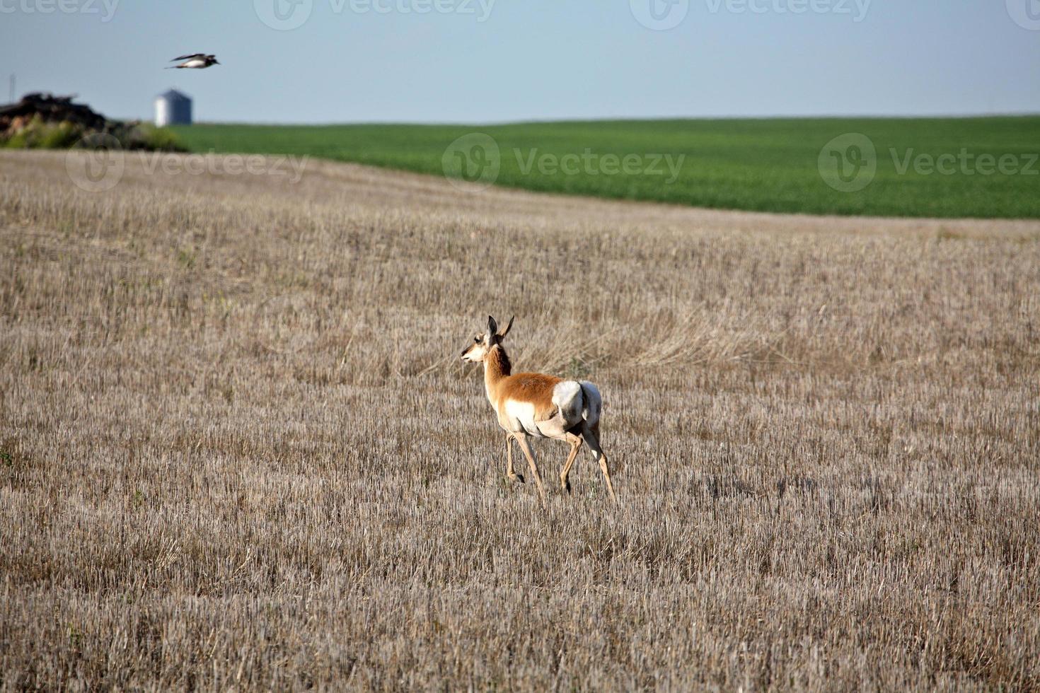 antilope femmina in un campo di stoppie del saskatchewan foto