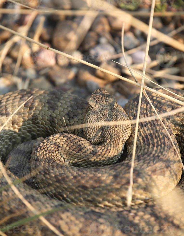 serpente a sonagli rannicchiato lungo una strada del saskatchewan foto