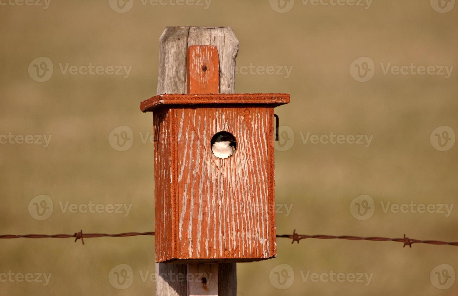 ingoiare nella casa degli uccelli foto