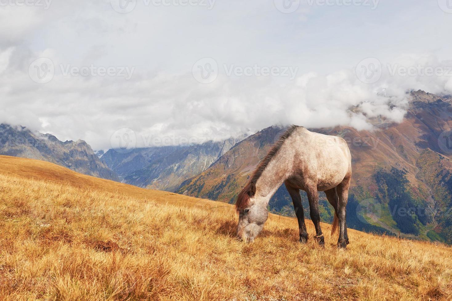 affascinanti cavalli islandesi in un pascolo con montagne sullo sfondo foto