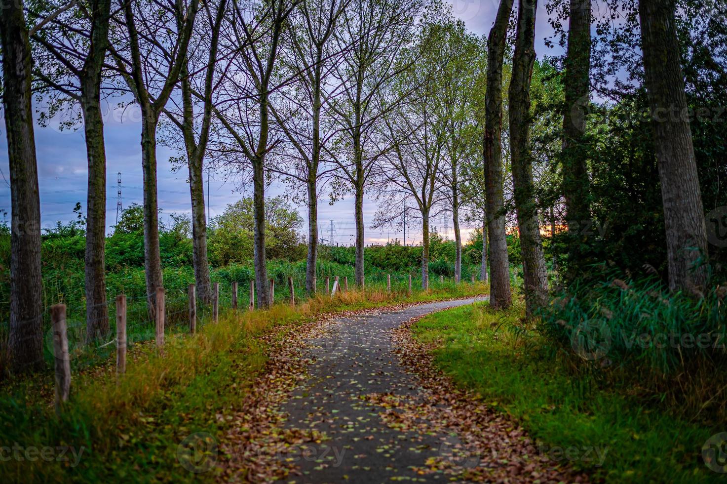 strada nella foresta ricoperta di foglie foto