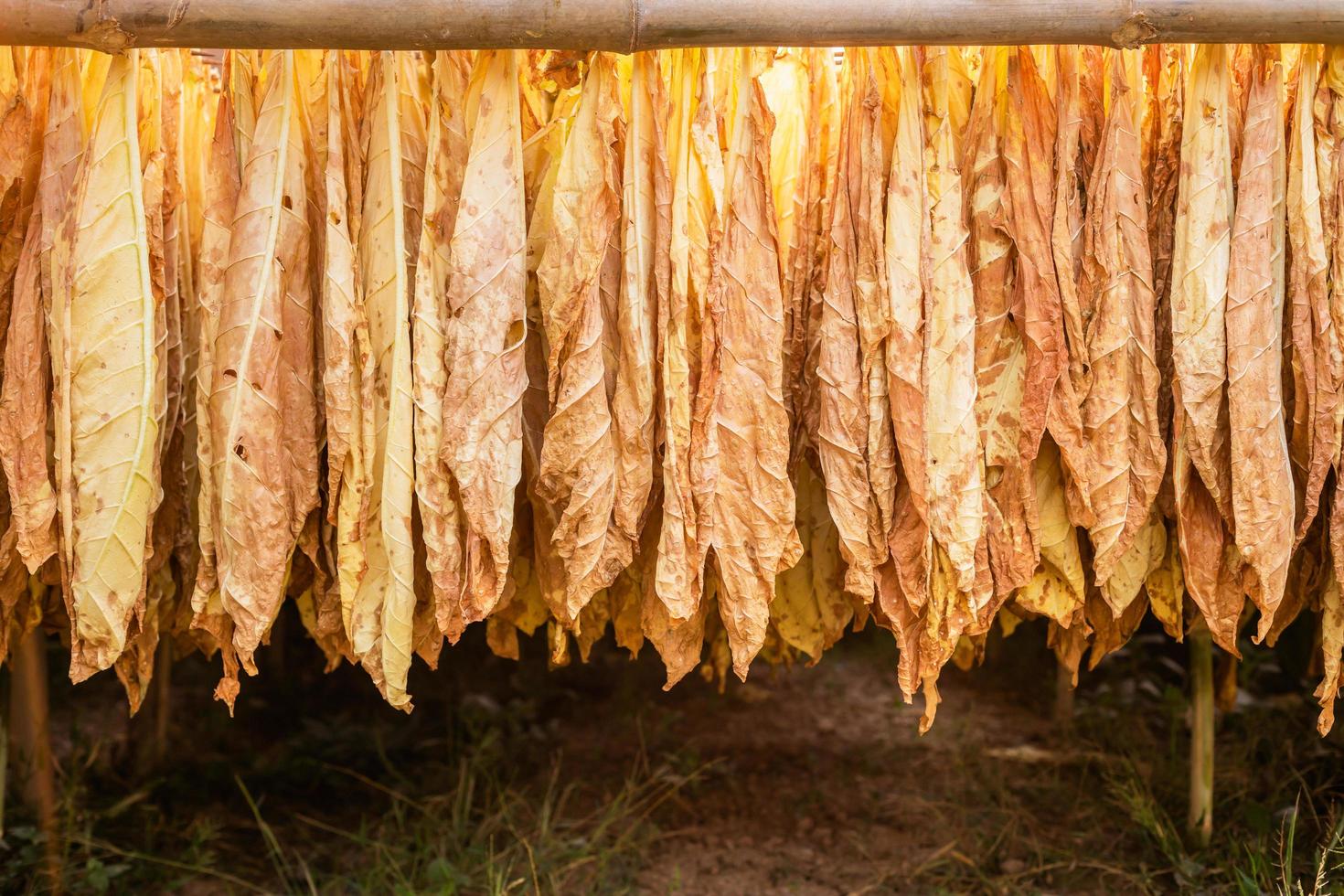 foglia di tabacco secca appesa al bambù nel capannone esterno foto