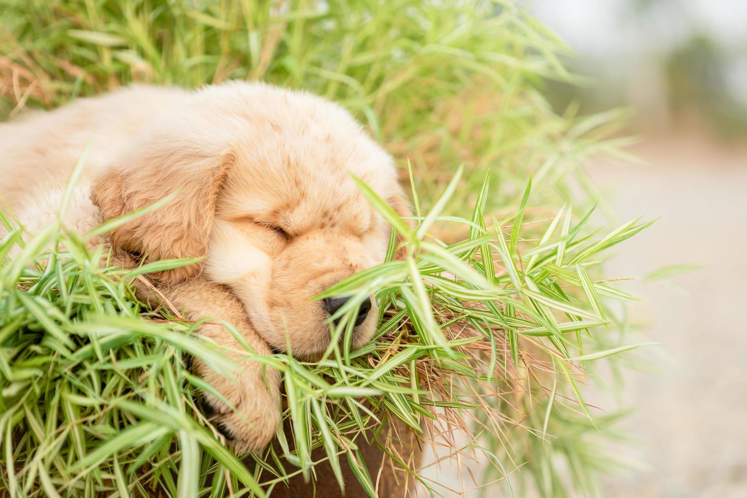 simpatico cucciolo golden retriever che mangia piccole piante di bambù o thyrsostachys siamensis gioca d'azzardo in vaso da giardino foto