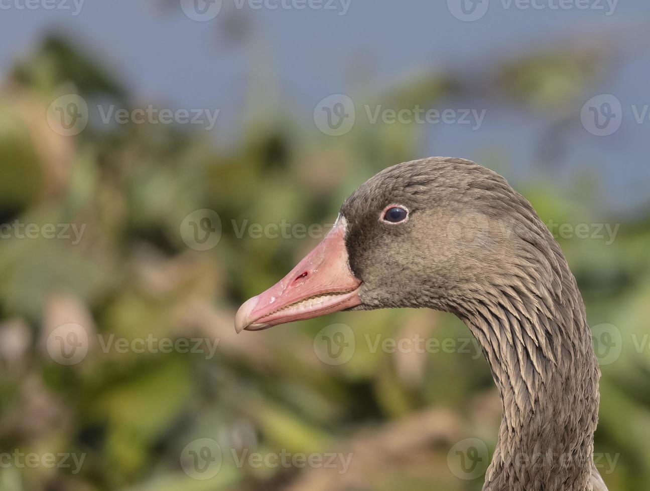 anatra d'oca selvatica o anser anser che si appollaia sull'erba vicino al corpo idrico. foto