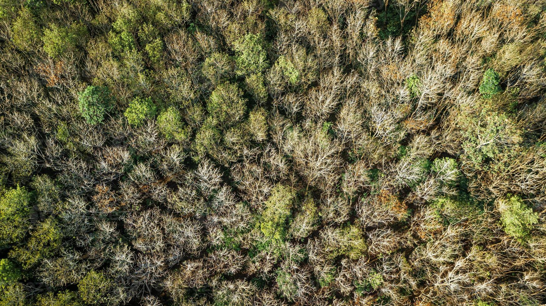 una veduta aerea della foresta. foto