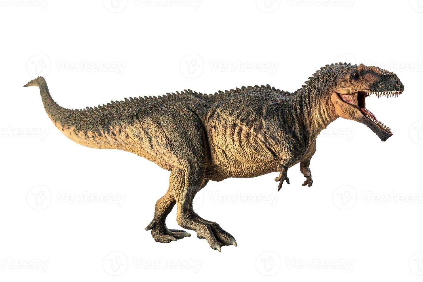 giganotosaurus, dinosauro su sfondo bianco. foto