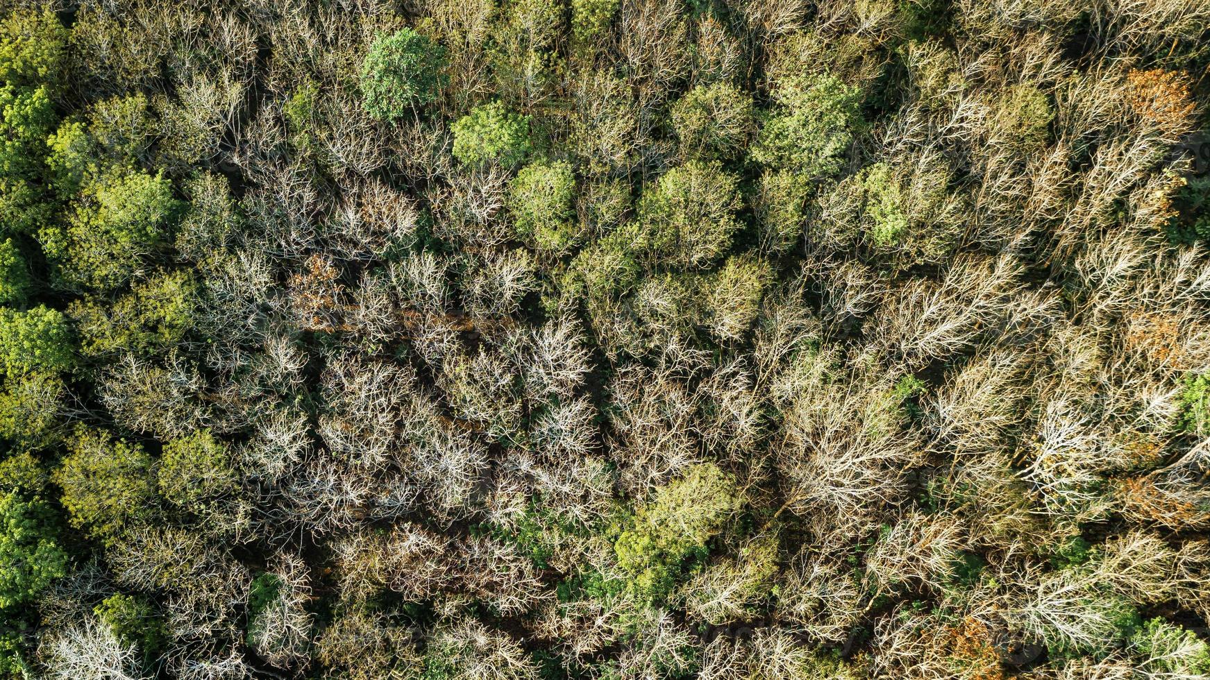 una veduta aerea della foresta. foto