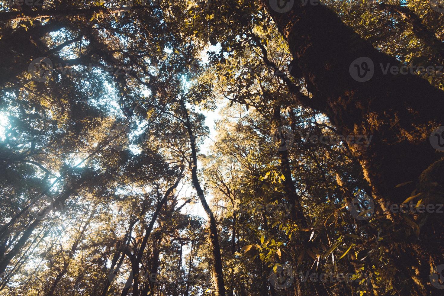 alberi in cima al tiro della formica foresta foto