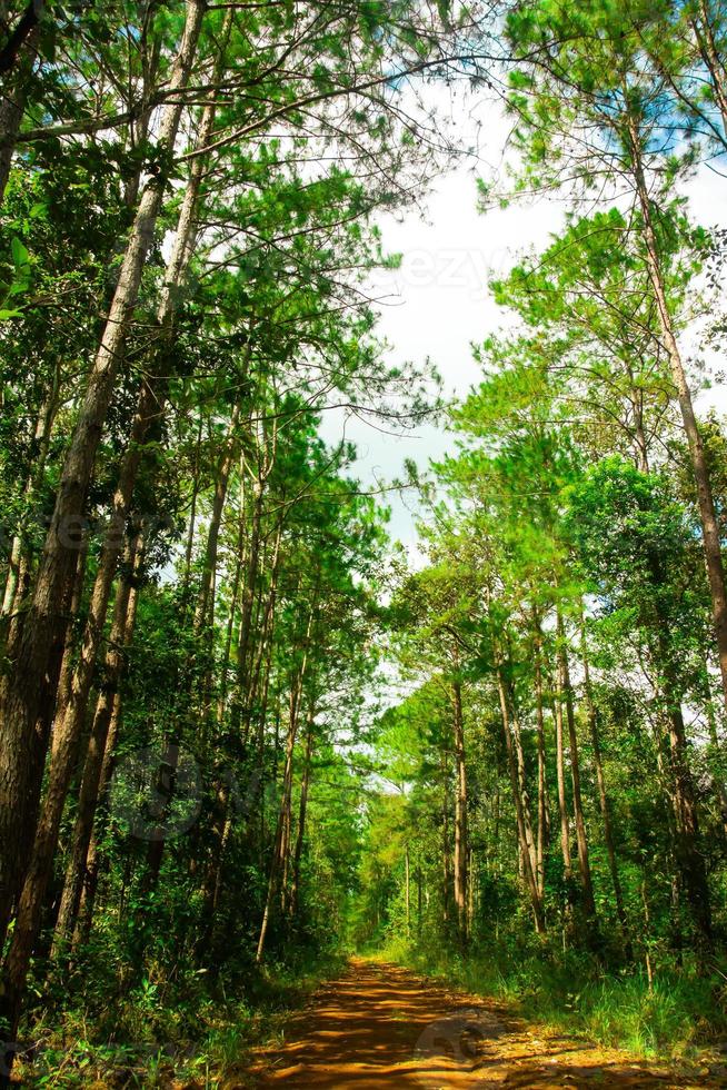 modo e alberi forestali sullo sfondo della natura. foto