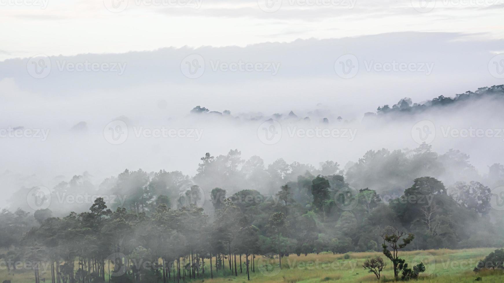 paesaggio forestale nella nebbia foto