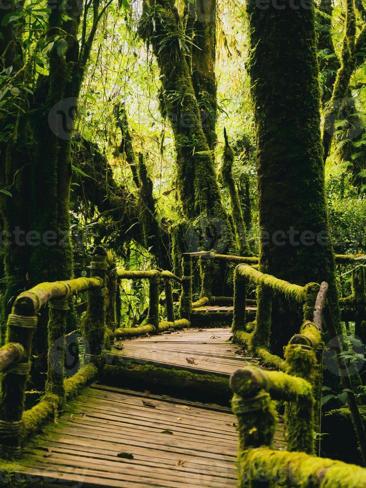 foresta pluviale nel parco nazionale di doi inthanon, tailandia foto