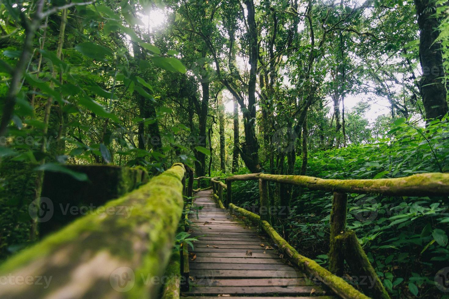 bella foresta pluviale e sentiero natura ang ka nel parco nazionale di doi inthanon, tailandia foto