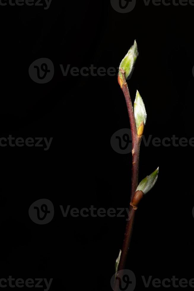 primo piano di ramoscelli con boccioli di foglie pronti a scoppiare su sfondo nero foto