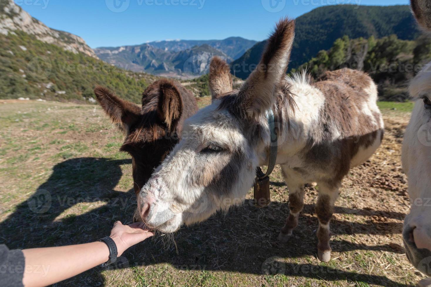 asini catalani nei pirenei in spagna foto