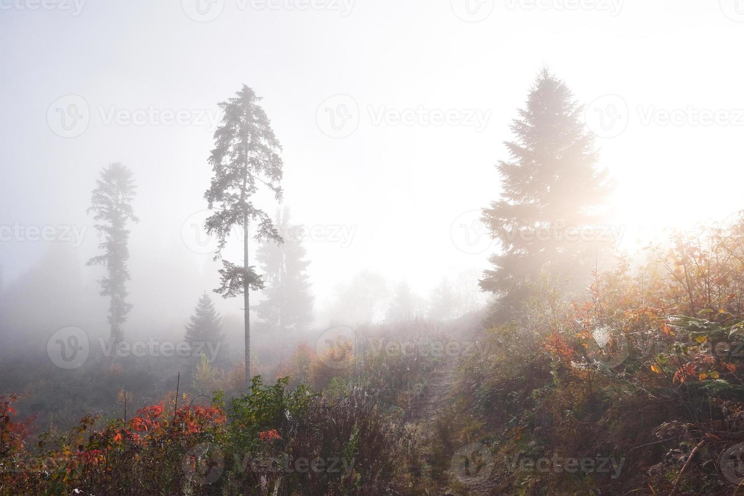 la nebbia mattutina si insinua con frammenti sulla foresta di montagna autunnale ricoperta di foglie d'oro foto