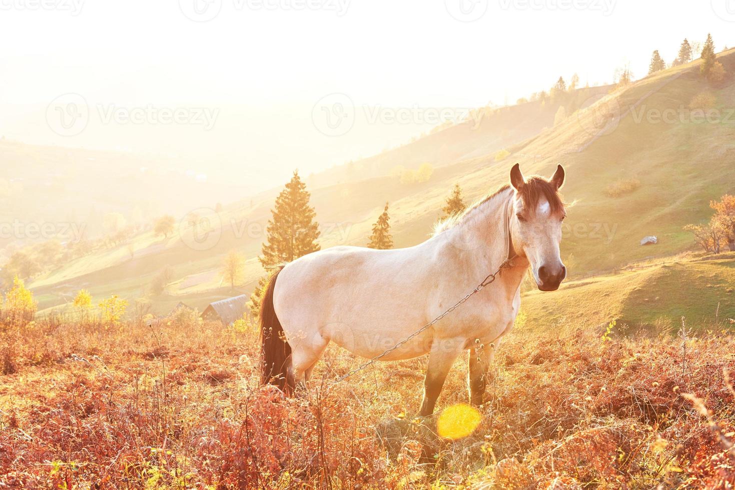cavallo arabo bianco pascola sul pendio della montagna al tramonto in travi di sole arancioni. carpazi, ucraina, europa foto