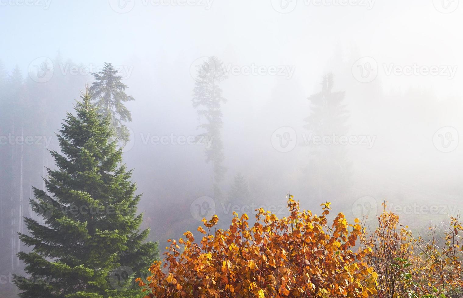 la nebbia mattutina si insinua con frammenti sulla foresta di montagna autunnale ricoperta di foglie d'oro foto