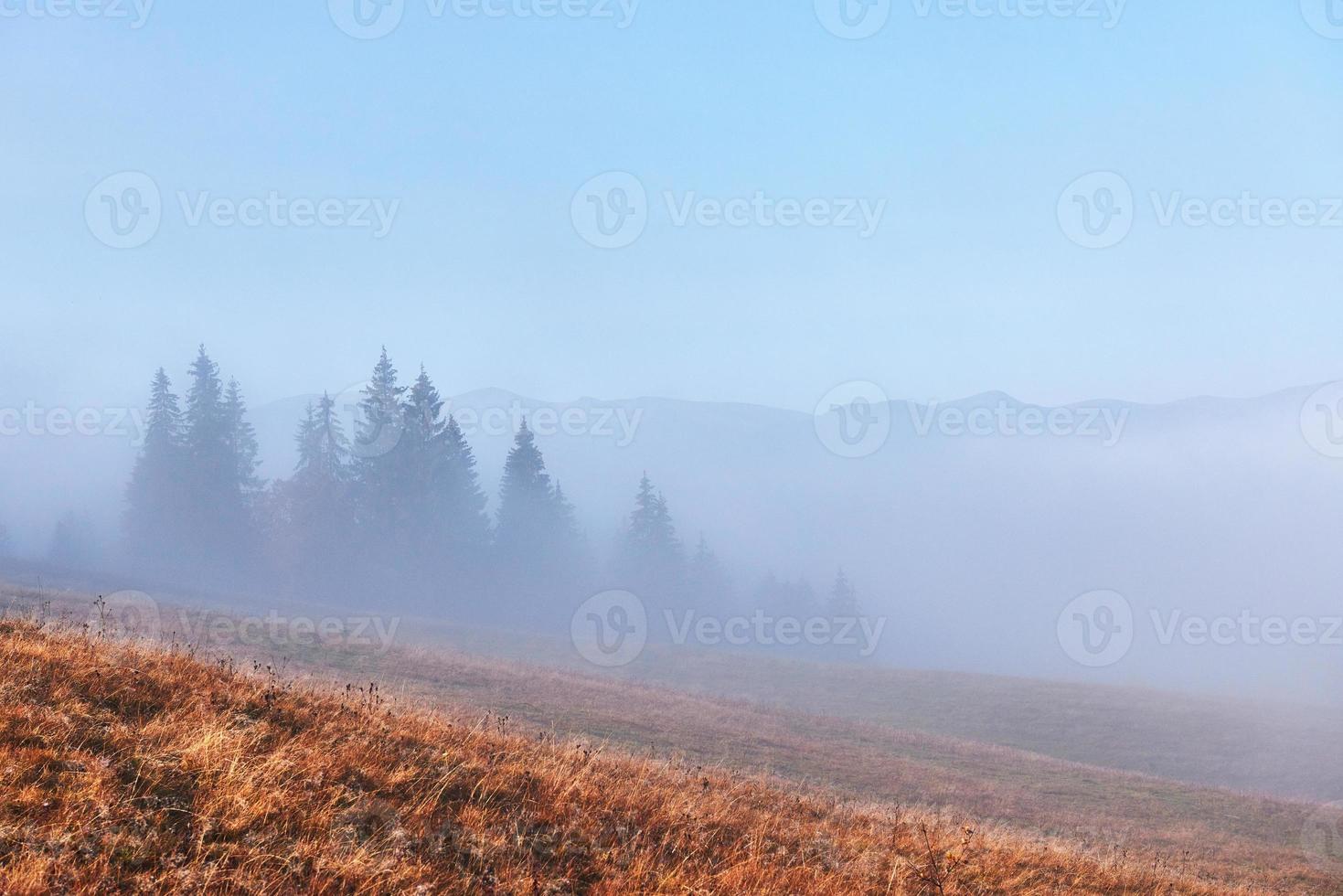 bella nebbia mattutina e raggi di sole sul pendio della montagna nella pineta autunnale foto