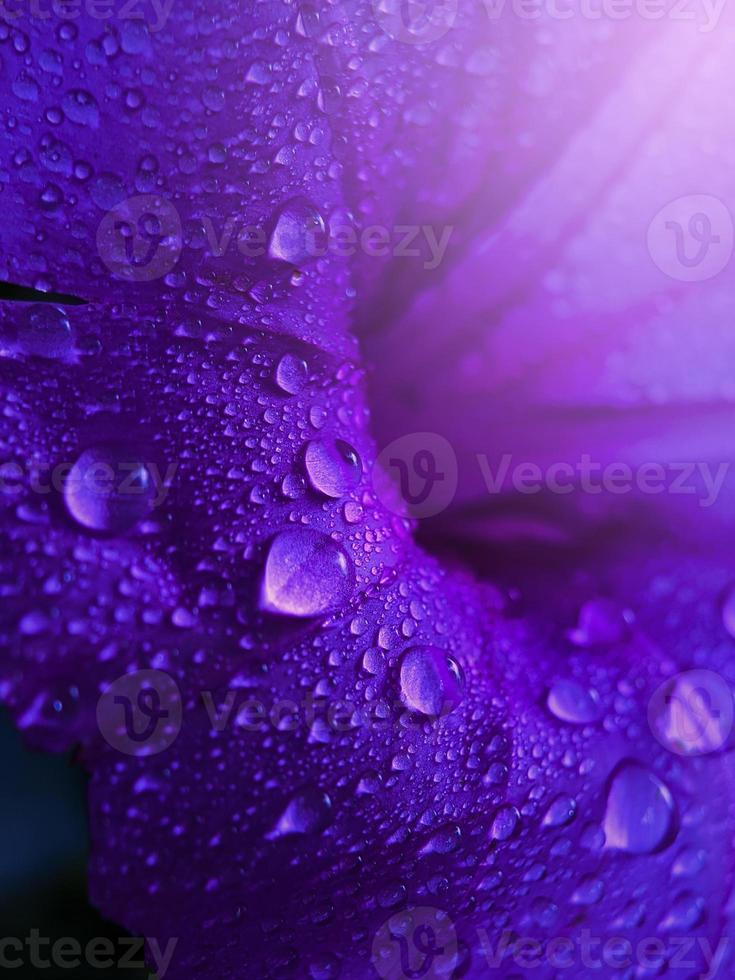 goccia d'acqua limpida e fresca sul fiore viola foto