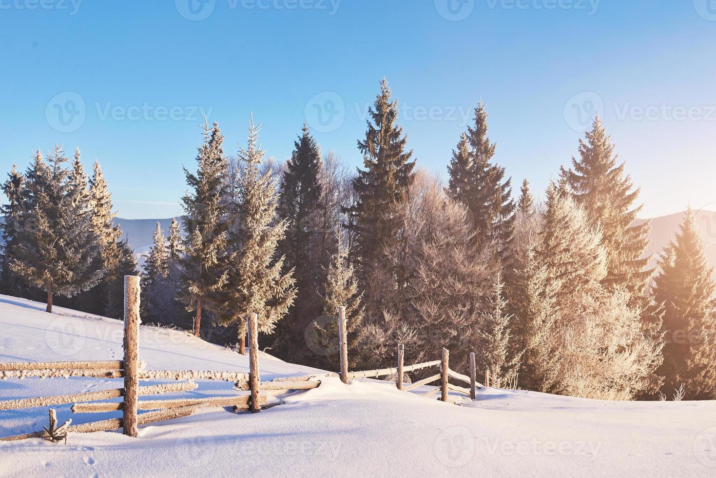 misterioso paesaggio invernale montagne maestose in inverno. magico albero innevato d'inverno. carpatico. Ucraina foto