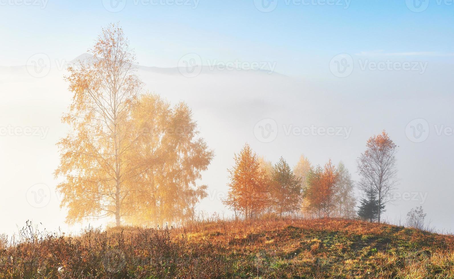 albero lucido su un pendio collinare con travi soleggiate nella valle di montagna ricoperta di nebbia. splendida scena mattutina. foglie autunnali rosse e gialle. carpazi, ucraina, europa. scopri il mondo della bellezza foto