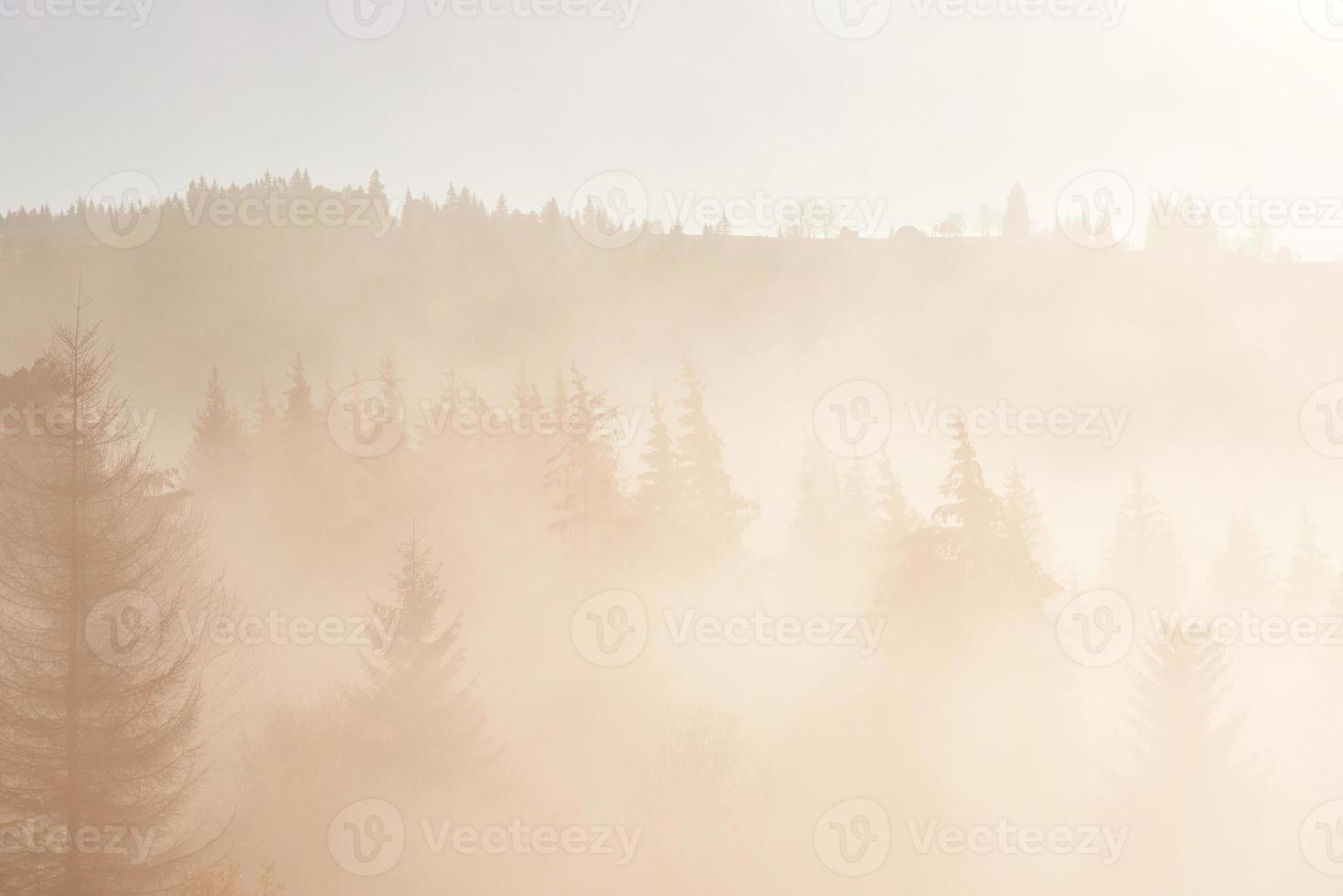 alba fatata nel paesaggio della foresta di montagna al mattino. la nebbia sulla maestosa pineta. carpazi, ucraina, europa. mondo della bellezza foto