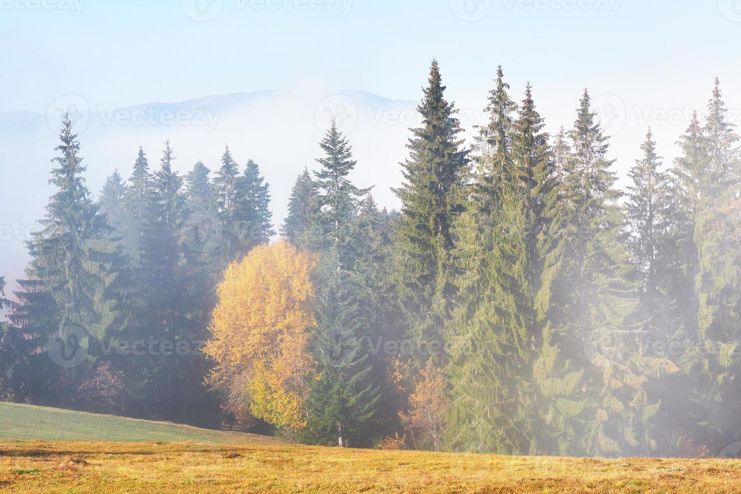 bella nebbia mattutina e raggi di sole sul pendio della montagna nella pineta autunnale foto