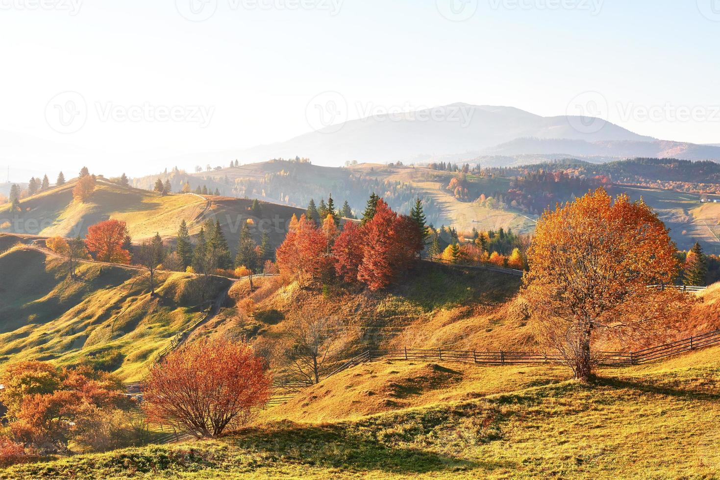 bosco di betulle nel pomeriggio soleggiato durante la stagione autunnale. paesaggio autunnale. Ucraina. foto