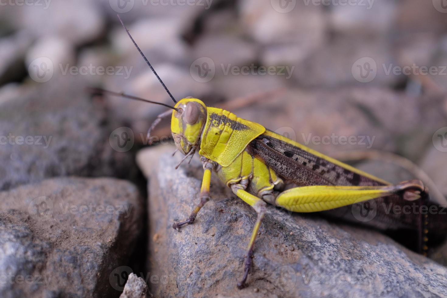 cavalletta in natura foto