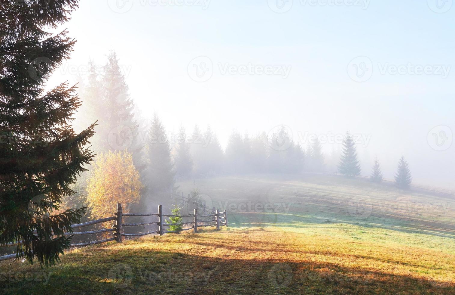 bella nebbia mattutina e raggi di sole nella pineta autunnale foto