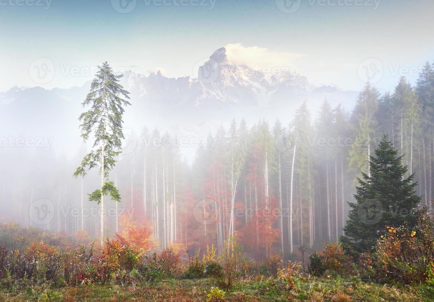 la nebbia mattutina si insinua con frammenti sulla foresta di montagna autunnale ricoperta di foglie d'oro. cime innevate di maestose montagne sullo sfondo foto