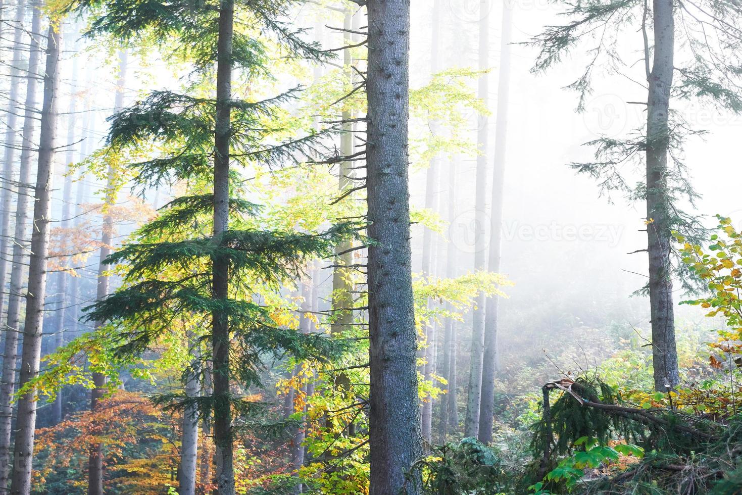 bella mattinata nella nebbiosa foresta autunnale con maestosi alberi colorati foto