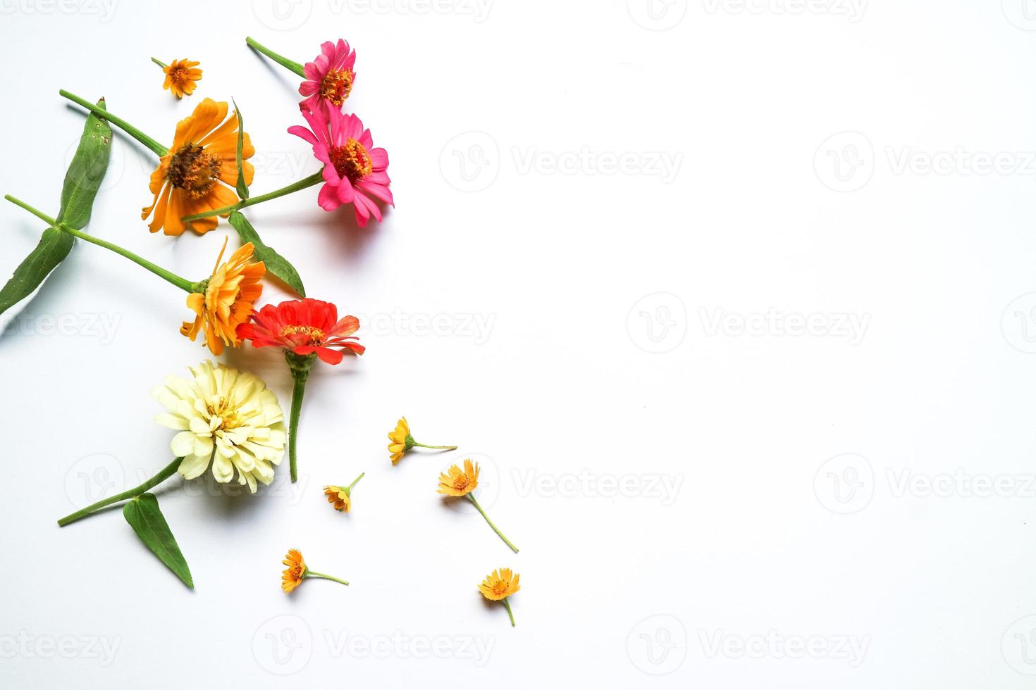 bella composizione di fiori di zinnia su sfondo bianco isolato. piatto laico, vista dall'alto, copia piatta natura morta. foto